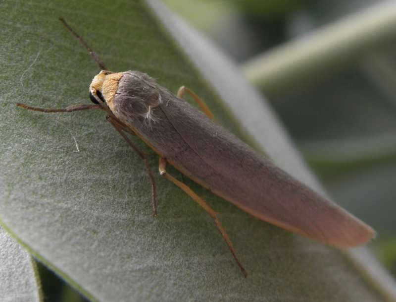 Arctiidae dalla Sicilia?